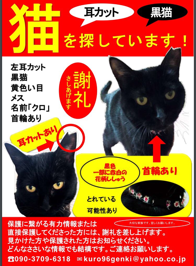 のりりん 左耳カットの黒猫 を探しています 大阪で迷子 今日で2ヶ月 占いで生きてると 保護され遠くへいく可能性もあり広範囲で捜索 ご協力お願いします 迷子猫 黒猫 耳 カット 首輪 迷子 保護猫 保護 猫 大阪 堺 拡散希望 大切な家族