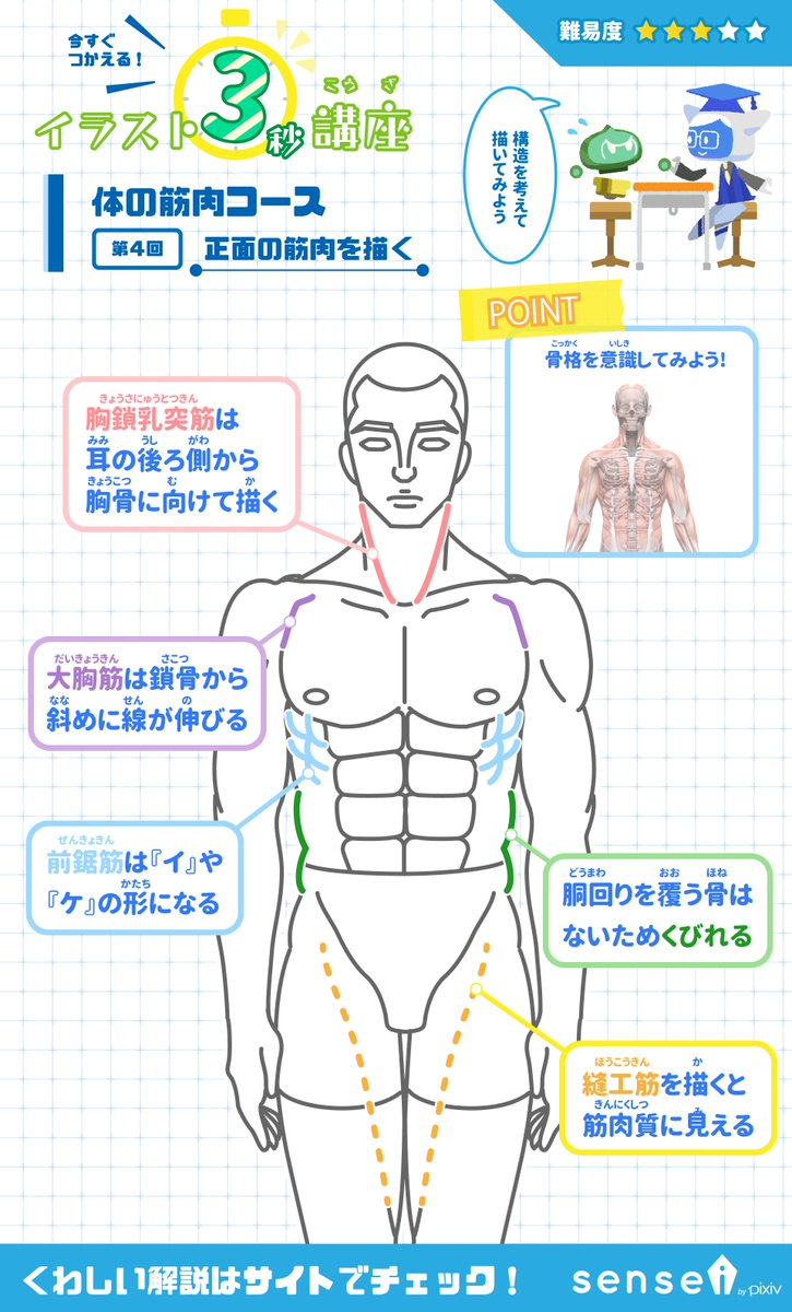 Pixiv描き方 Sensei 骨格や筋肉の重なりを意識して正面の筋肉を描いてみましょう イラスト3秒講座 詳しくはこちら T Co Cqst27qfuc T Co C7hwdlfczu Twitter Pixiv描き方 Sensei 骨格や筋肉の重なりを意識して正面の筋肉を描いてみましょう イラスト3秒講座 詳しくはこちら T Co Cqst27qfuc T Co C7hwdlfczu Twitter
