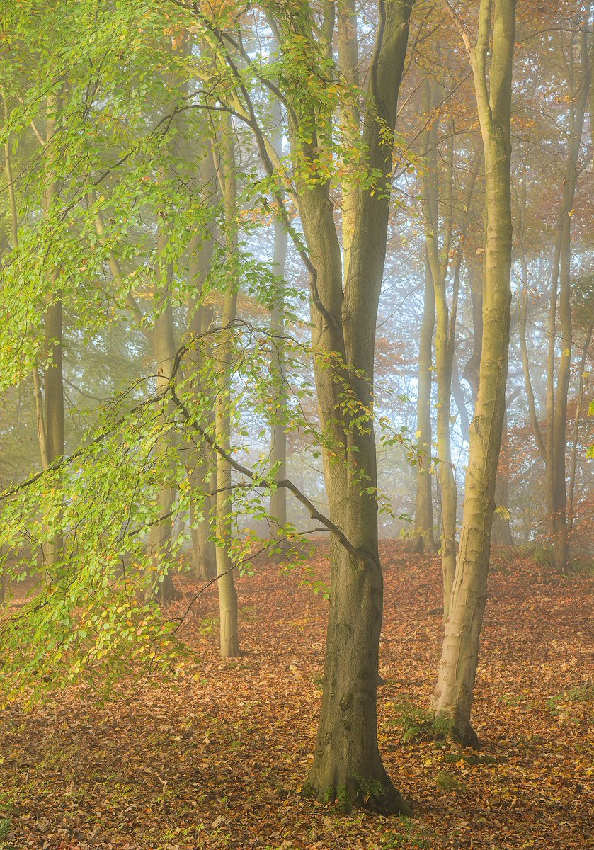 #PhotoOfTheWeek by @LShepherdPhoto from <a href="/WildNatureDiary/">Wild Nature Diary</a>. Woodlands by the River Wharfe @boltonabbeyc, #Yorkshire. 
wild-nature.co.uk/photo/week-42