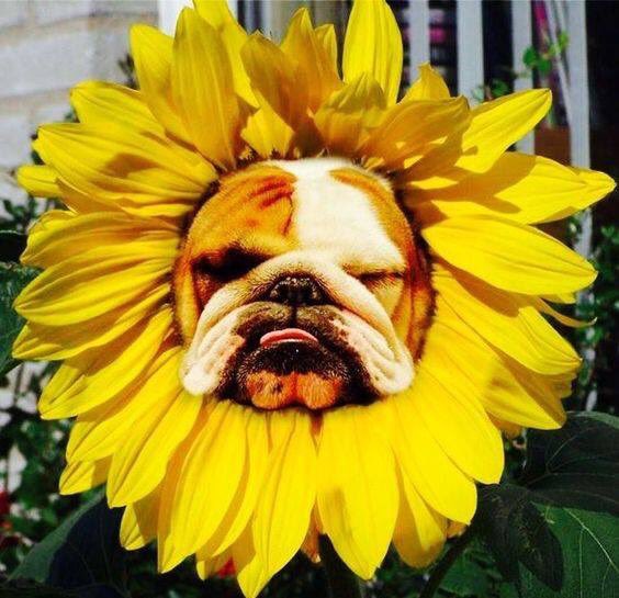 hanapechadogs's tweet photo. ひまわり https://t.co/vFhv9nblJn