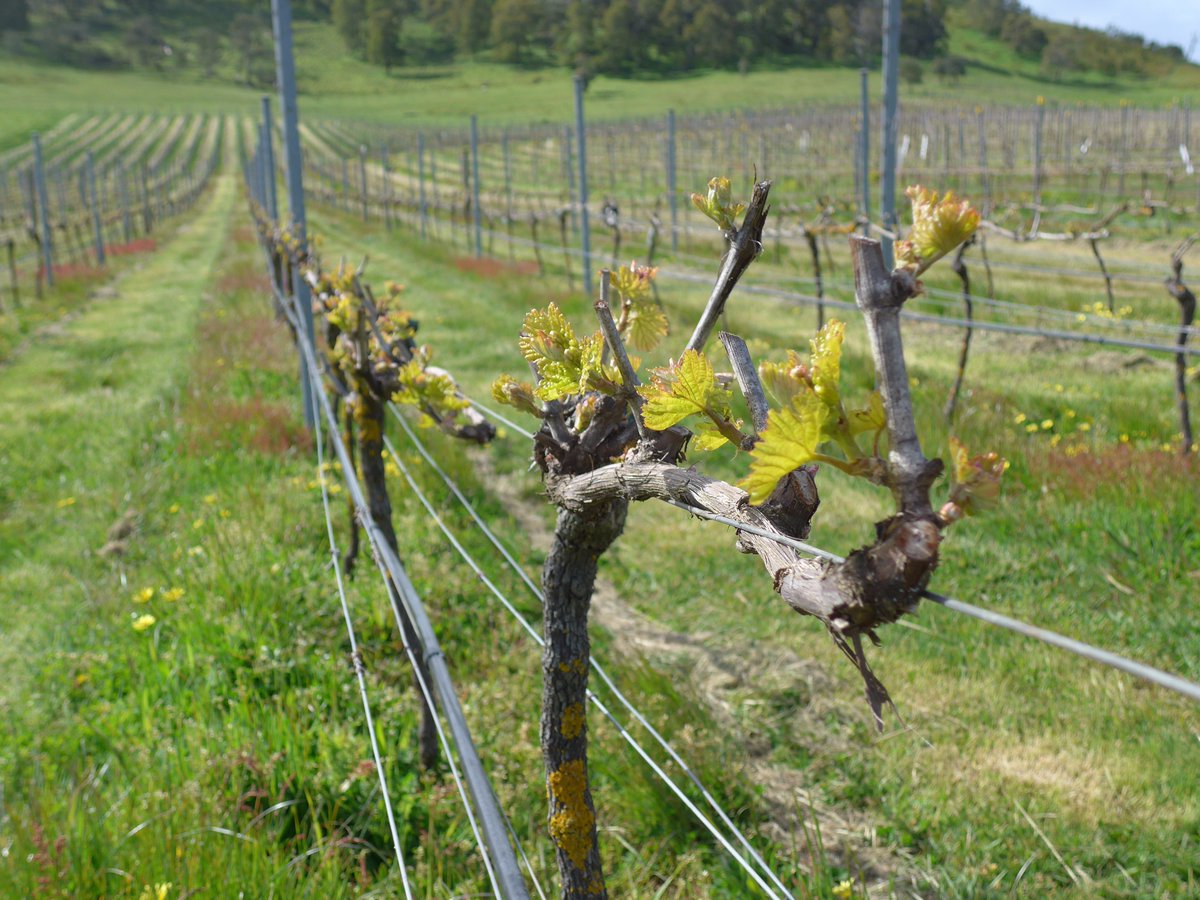 Finally we have bud burst! 2018 vintage is off to a slow start, it will be interesting to see how the season progresses! #v18 #coldclimate