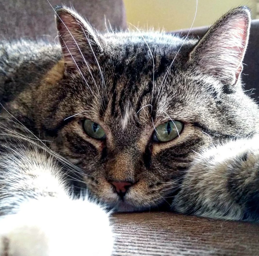 catsandcritters's tweet photo. Rocky ❤

#rescuecat #feralcat #AdoptDontShop https://t.co/kt4J2HCfkQ
