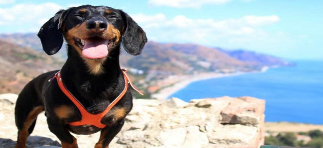 DiarioCoahuila's tweet photo. #NoticiaAmable #AnimalesFantásticos Conoce a #Crusoe, el #perro viajero https://t.co/uCmr1XT0s1 https://t.co/Y6C7HCNtFG