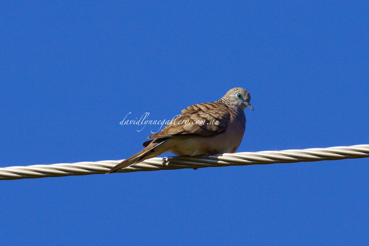 DavidLynnePhoto's tweet photo. Peaceful Dove @DavidLynnePhoto https://t.co/Fmha1UbVBR