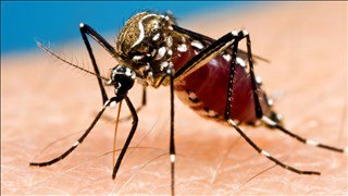 A mosquito-borne illness is identified in El Paso, but it's not Zika or West Nile Virus. elpasoproud.com/news/mosquitoe… https://t.co/02dtwDJooW