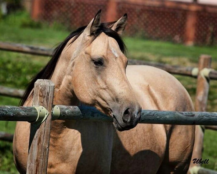 catsandcritters's tweet photo. My beautiful girl, Lucy ❤

#AQHA #quarterhorse #americanquarterhorse #buckskin #horse #SwiftLucinda #BarrySwift https://t.co/mEaPf3CA6W