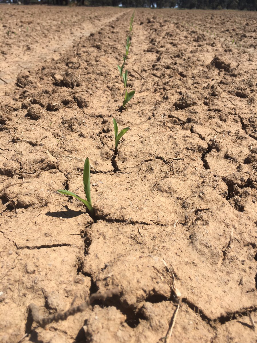 AndrewJParr1's tweet photo. P756 loving the heat! Monday LHS; Today RHS @walshagro @MVR_Services @pioneerseedsau https://t.co/6RmHtsFsct