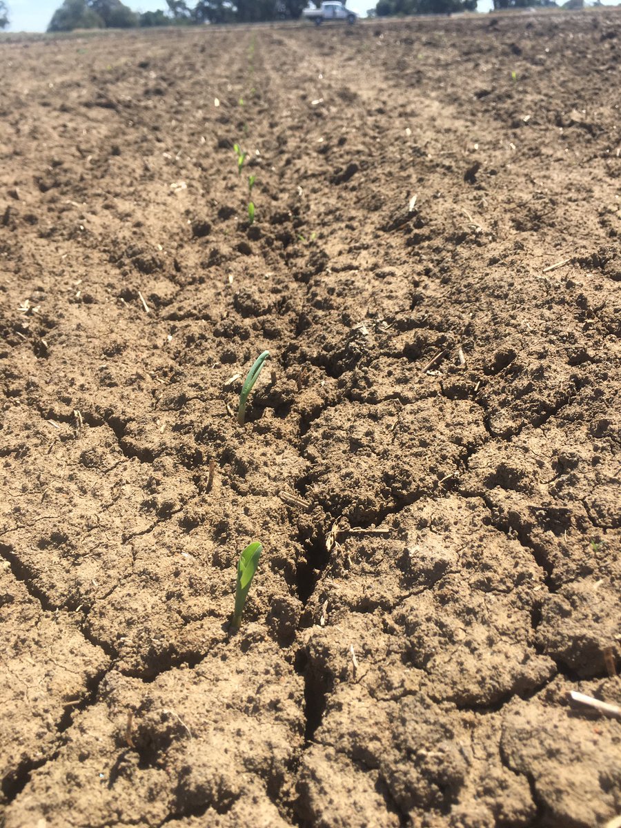 AndrewJParr1's tweet photo. P756 loving the heat! Monday LHS; Today RHS @walshagro @MVR_Services @pioneerseedsau https://t.co/6RmHtsFsct
