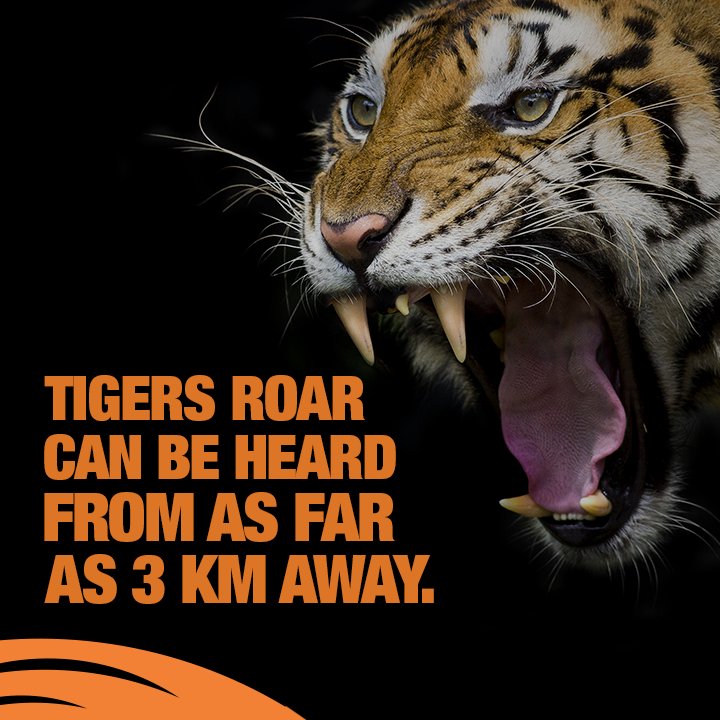 Save Our Tigers tweet media