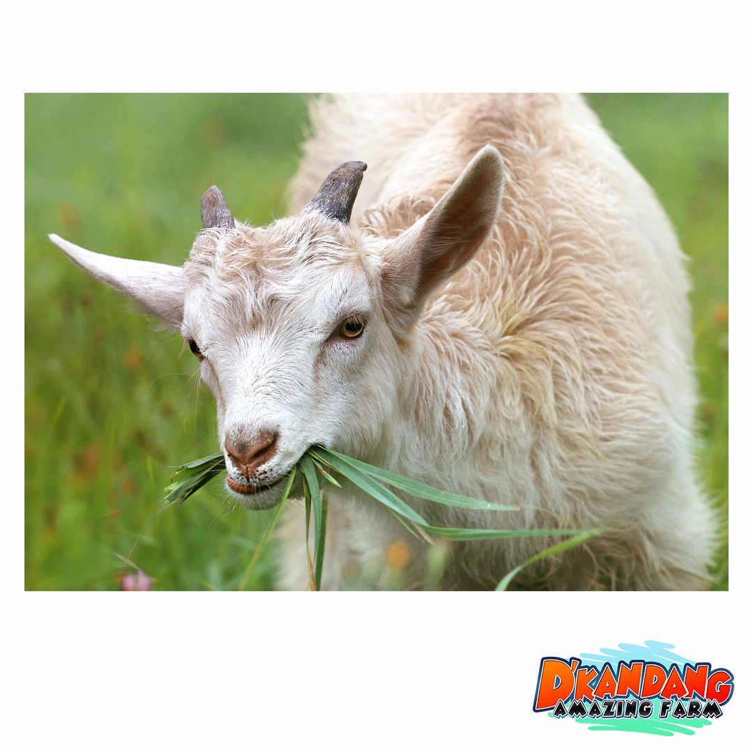 Sahabat D'Kandang, pernah mencoba susu kambing saat berkunjung ke D'Kandang Amazing Farm? goo.gl/7E8mhJ