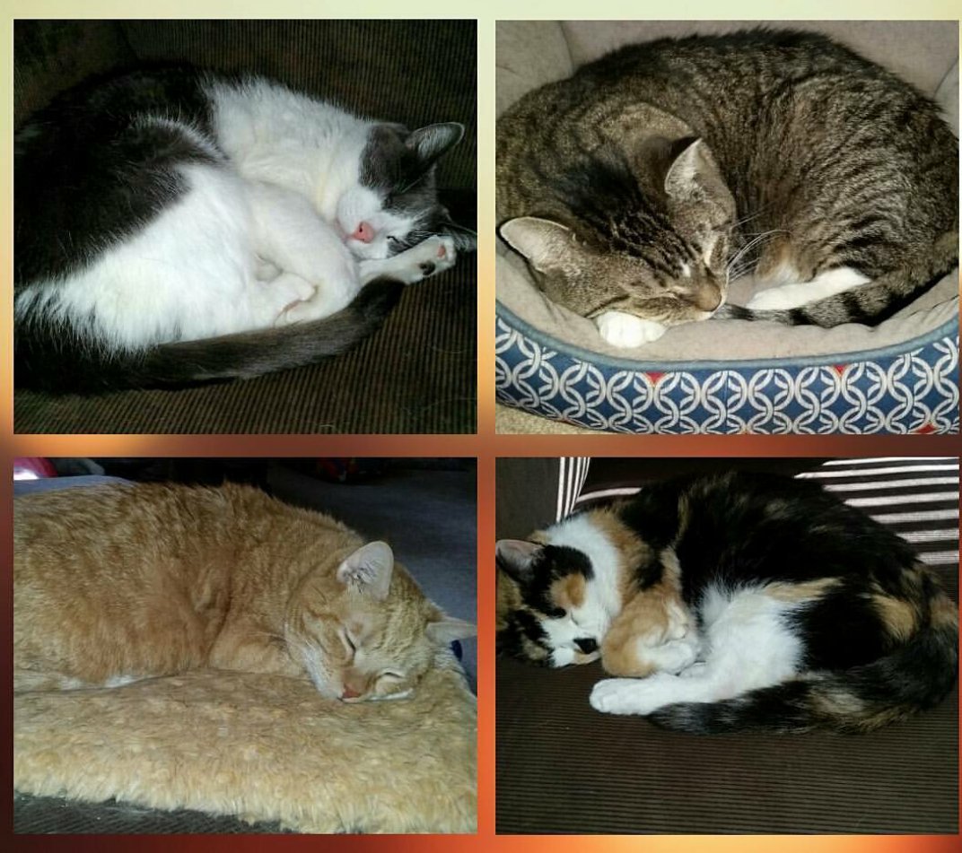 catsandcritters's tweet photo. Sleepy kitties 😴

#rescuecats #sleepycats #AdoptDontShop https://t.co/nFNCpOPVuD