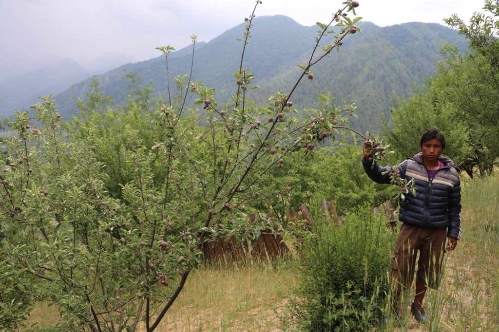 GNI_Nepal's tweet image. Apples farming in Mugu #GNINepal #goodchangeforlife #livelihoodproject #incomegeneration #applefarming #goodneighborsinternationalnepal