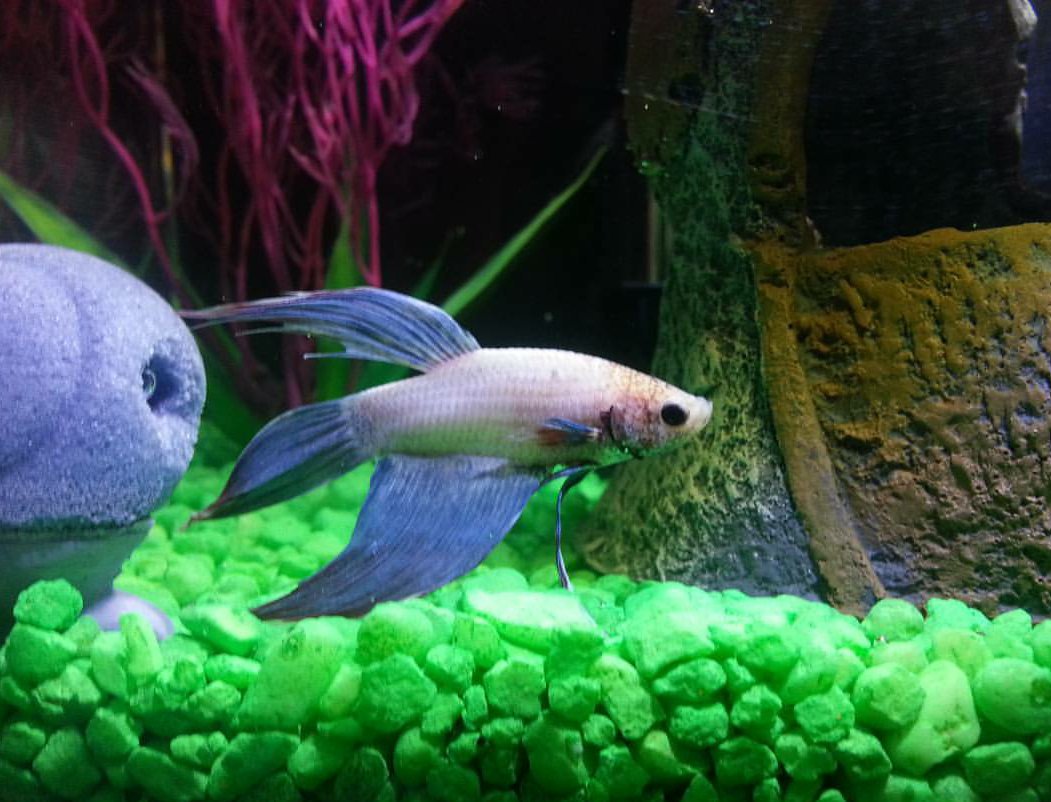catsandcritters's tweet photo. Toby ❤

#fish #bettafish #betta https://t.co/36RZjxehcr