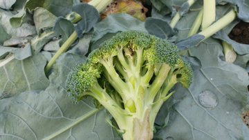 ブロッコリーが腐るとどうなる 黄色や茶色の変色は大丈夫か分け方は 気になるコトあれこれ
