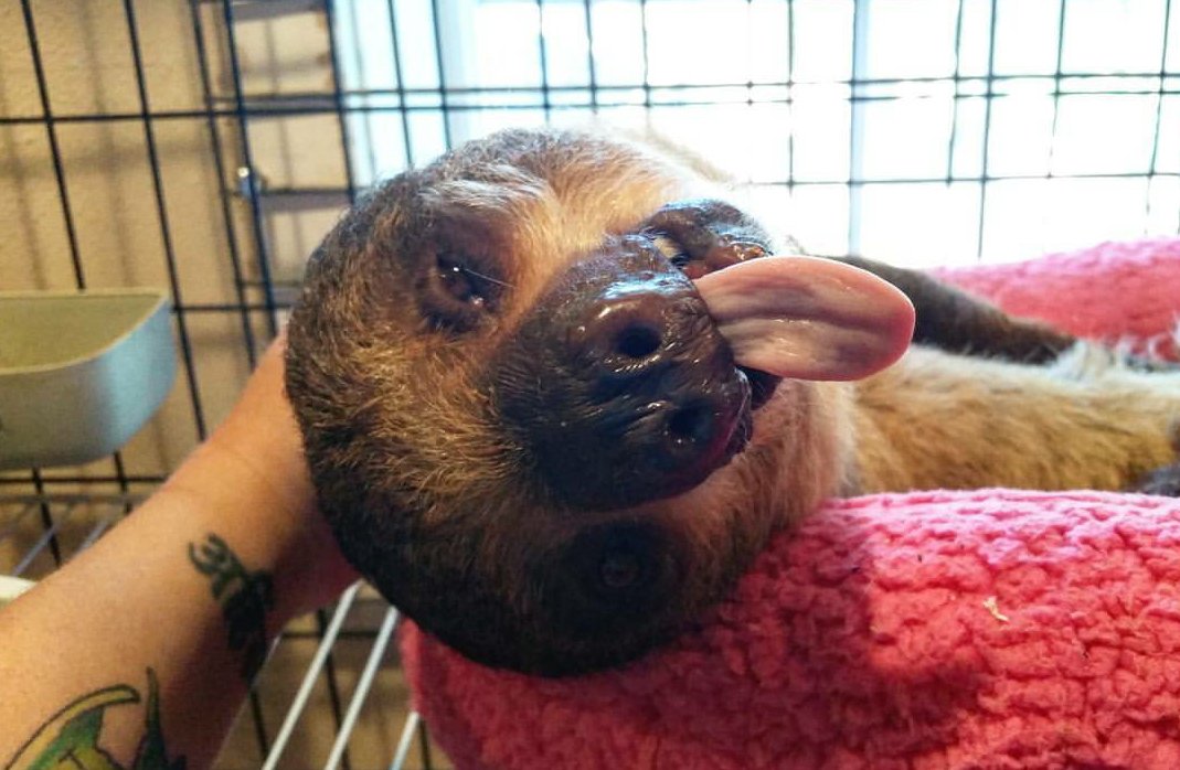 catsandcritters's tweet photo. Ahhh, yeah...right there.... that's the spot!

#sloth #slothsanctuary #wildlife #wildlifephotography https://t.co/PqxrokybNa