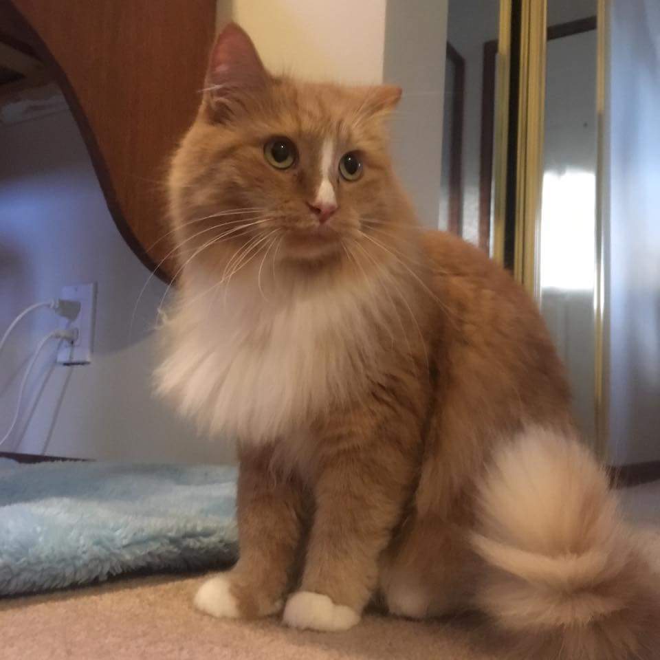 catsandcritters's tweet photo. Finnigan ❤

#rescuecat #gingercat #AdoptDontShop https://t.co/7coL21AZdV