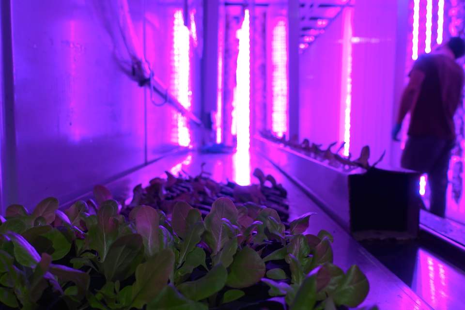 basil_grower's tweet photo. 7 Essential Vertical Farming Beginner Tips with Eric Amyot of https://t.co/3FLVDTtqjE

>https://t.co/n1uJG8bqho

#verticalfarming #localfood https://t.co/ihnPrOv5UT