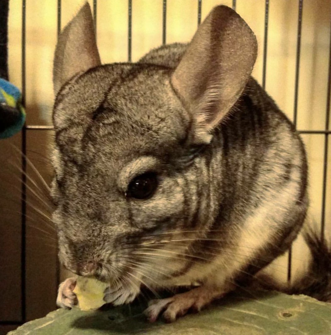catsandcritters's tweet photo. Tico ❤

#chinchilla #rescuepet #AdoptDontShop @FurRSQ https://t.co/pmiGZM9i7g