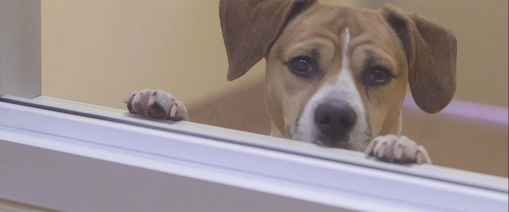 ABC's tweet photo. California passes bill banning pet stores from selling animals from any source other than shelter or rescue group. https://t.co/zY0BIJm5i6 https://t.co/QLLYhYHPSI
