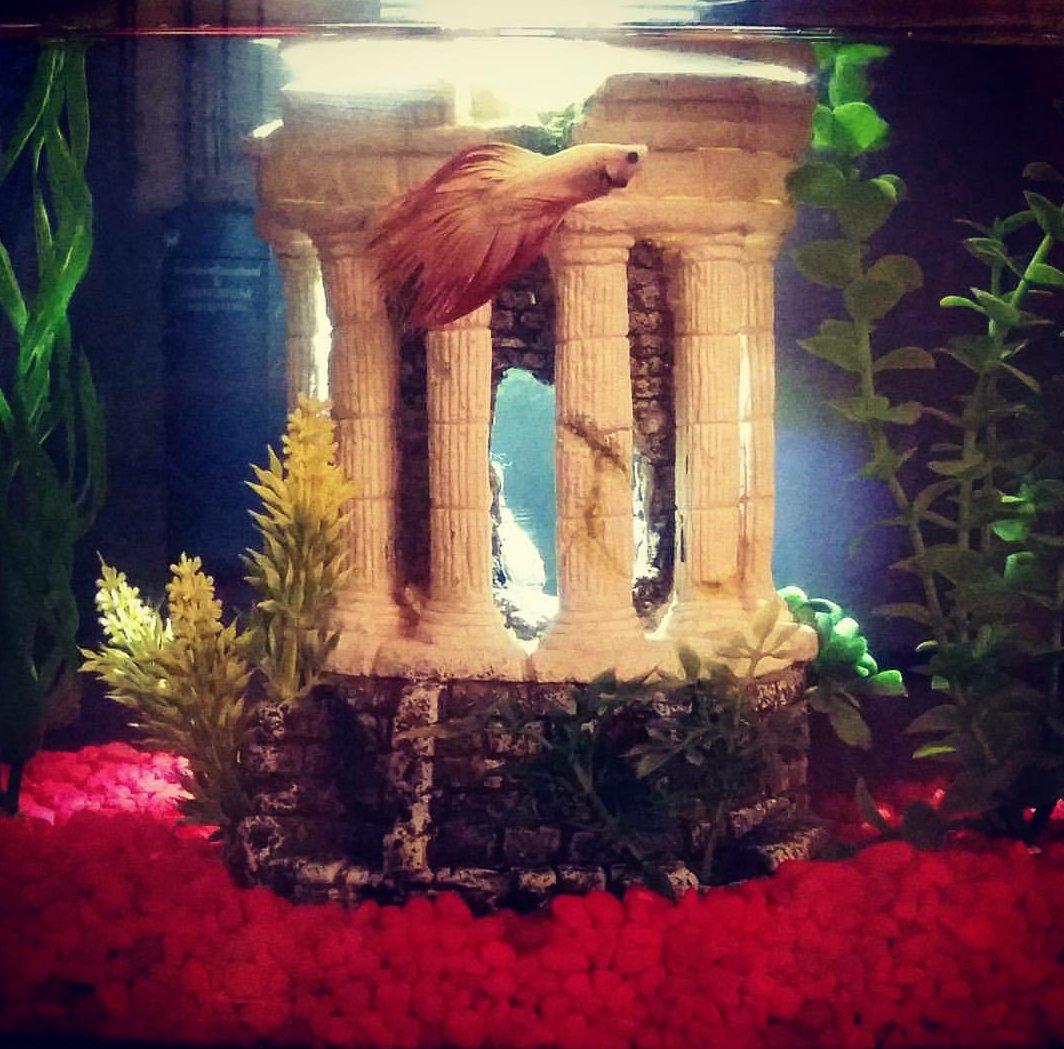 catsandcritters's tweet photo. Ronald ❤

#fish #bettafish #betta https://t.co/6j7vliyHpF