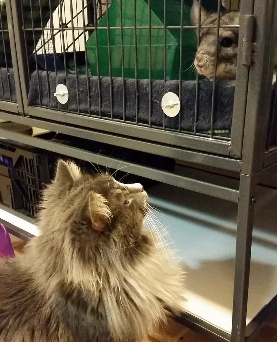 catsandcritters's tweet photo. Toby visiting his twin, Tico!

#BrotherFromAnotherMother #rescuecat #chinchilla #rescuepet #AdoptDontShop https://t.co/KTcxfo1imv