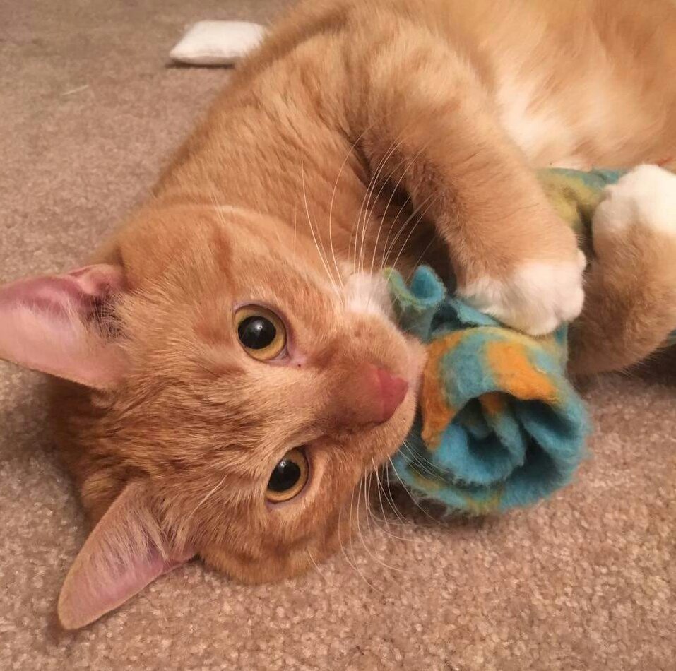 catsandcritters's tweet photo. Sebastian ❤

#rescuecat #gingercat #AdoptDontShop https://t.co/5qLVeEh7by