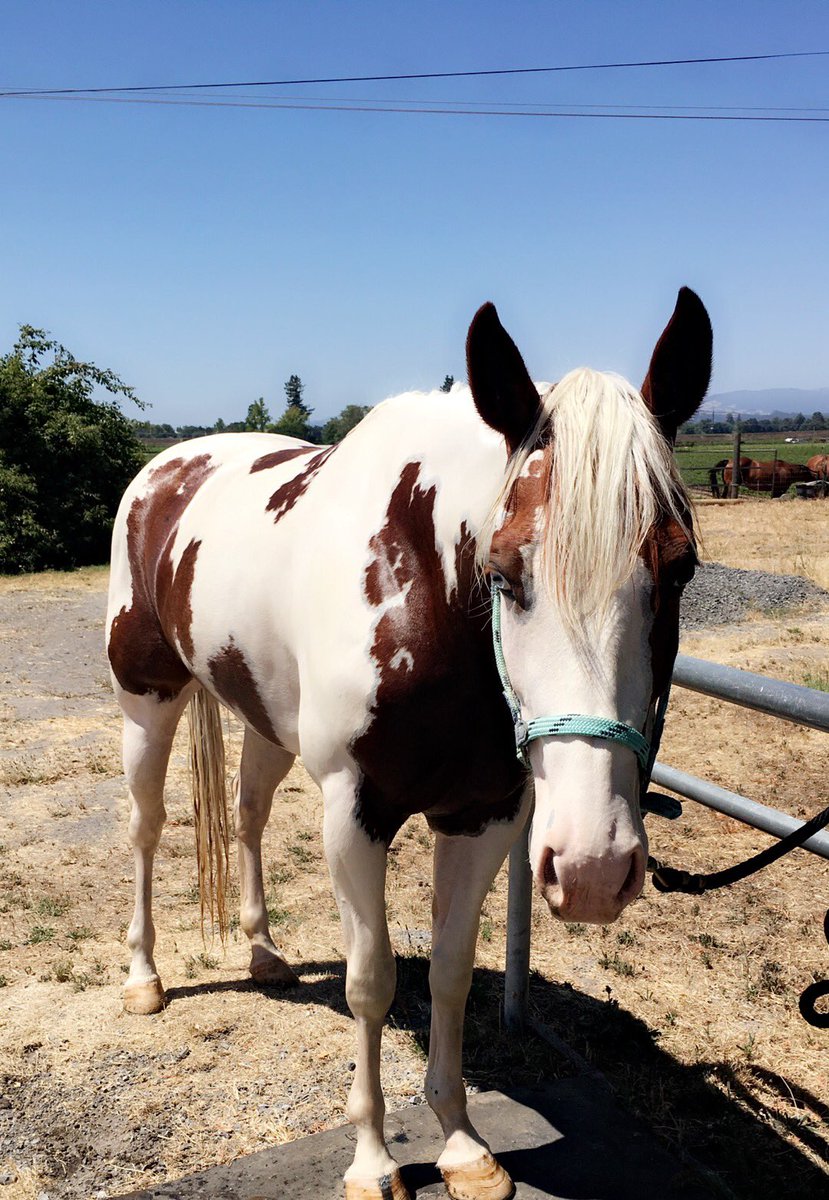 equinebabe's tweet photo. baby nugget being cute https://t.co/8HdfsvedEf