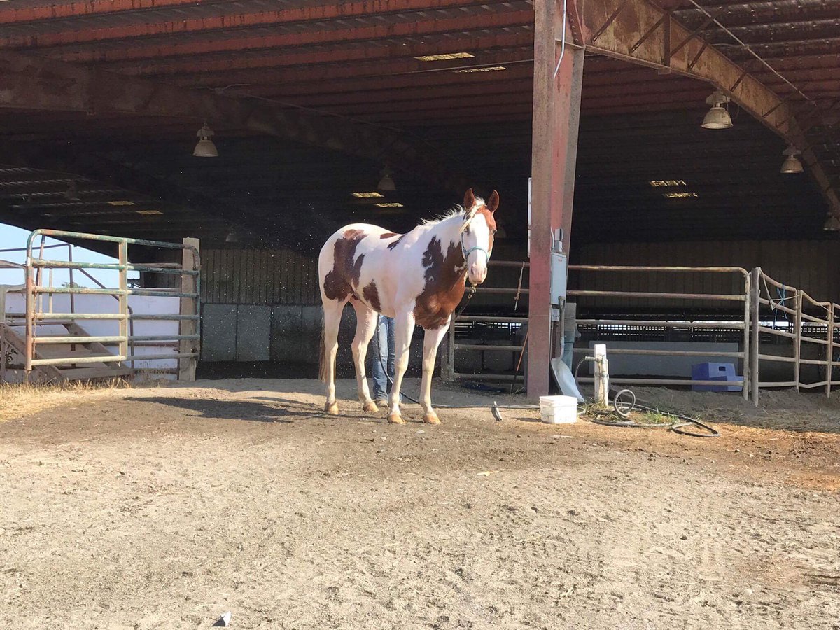 equinebabe's tweet photo. Here she is. Being all cute. https://t.co/718XQf3ViT
