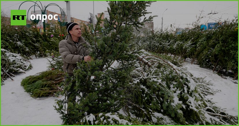 срубленные елки. срубить ель в лесу. можно ли рубить елку на новый год. можно ли рубить елку на новый год. где можно срубить елку.