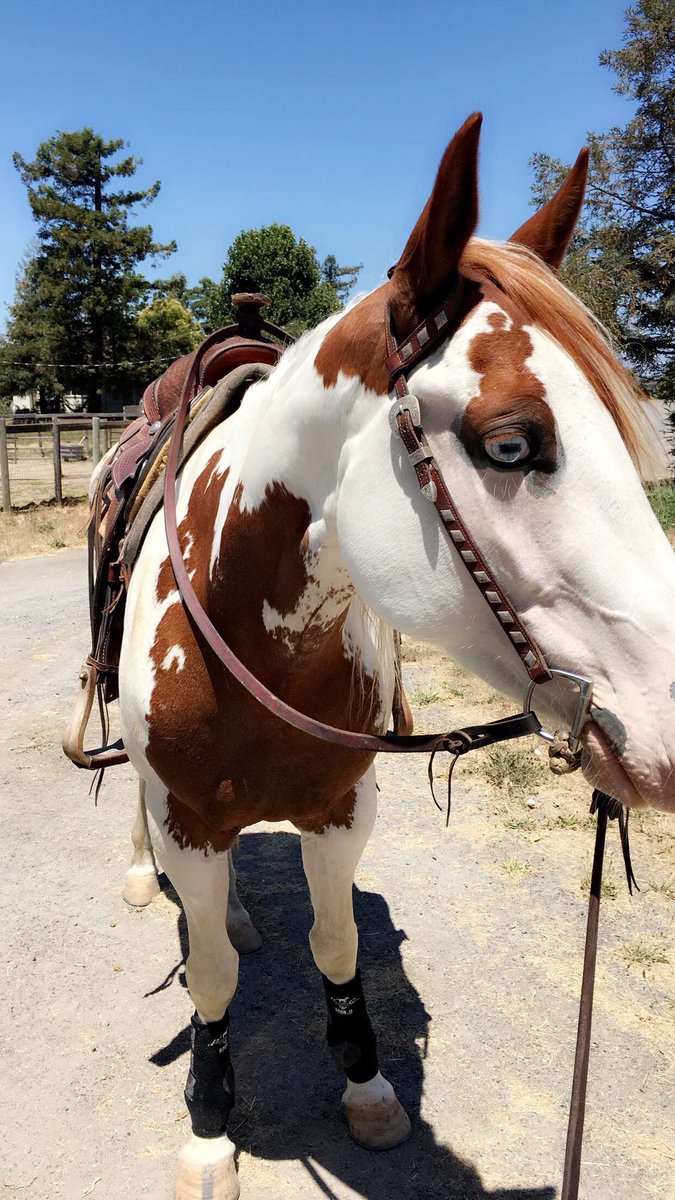 equinebabe's tweet photo. Love her blue eye. https://t.co/IjhlrGir7m
