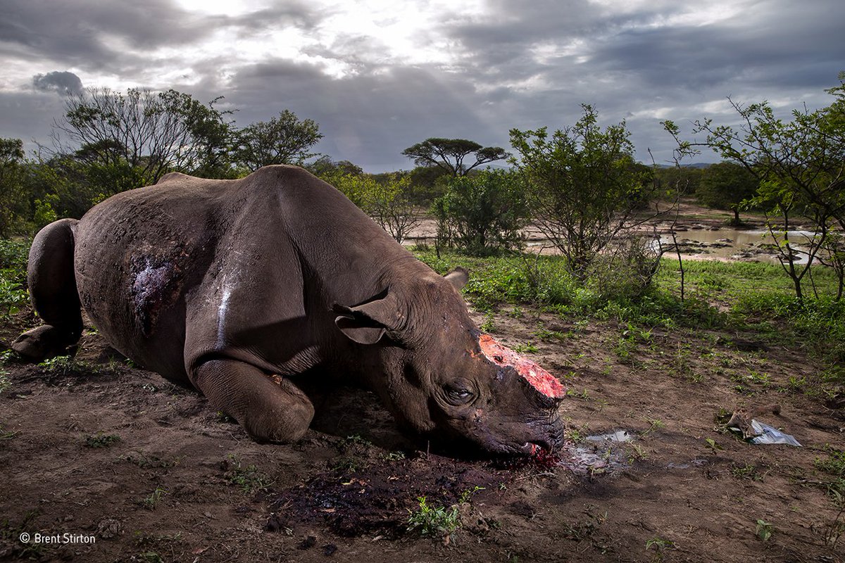 wwf_uk tweet picture