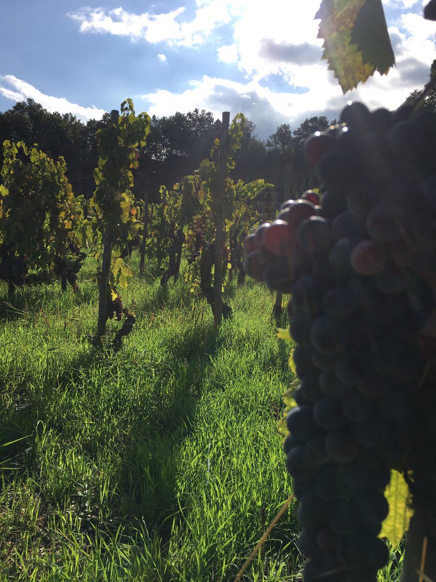 This is a peaceful place...#etna #terrazzamenti #terrazze #terrazzedelletna #wine #winelovers #winery #home #picoftheday #bestmoment