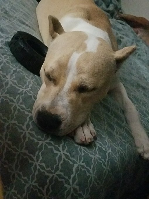 So I had puppy fever and couldn't help myself!! #MamasNewFurryBaby #RaidersSister #Charlie💙 https://t<a href="/tag/charlie"class="tags"><span>#charlie</span></a><a href="/tag/mamasnewfurrybaby"class="tags"><span>#mamasnewfurrybaby</span></a><a href="/tag/raiderssister"class="tags"><span>#raiderssister</span></a>