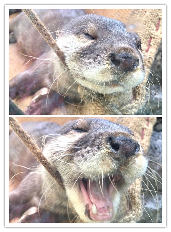 TOBA_AQUARIUM's tweet photo. 【Iwa】Ume-chan is yawning...😴 #RiverOtters #RiverOtter #aquarium #TobaAquarium #鳥羽水族館 #수족관 #水族館 #水族馆 #IseShima #伊勢志摩 #Toba #鳥羽 #yawn #yaaawn https://t.co/1BfiQgVgX7