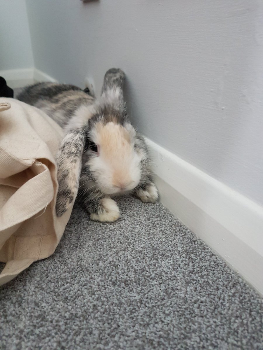 Charlottenbains's tweet photo. 🐰❤❤ https://t.co/oCTfLZD2lR