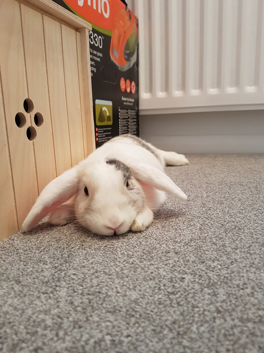 Charlottenbains's tweet photo. 🐰❤❤ https://t.co/oCTfLZD2lR