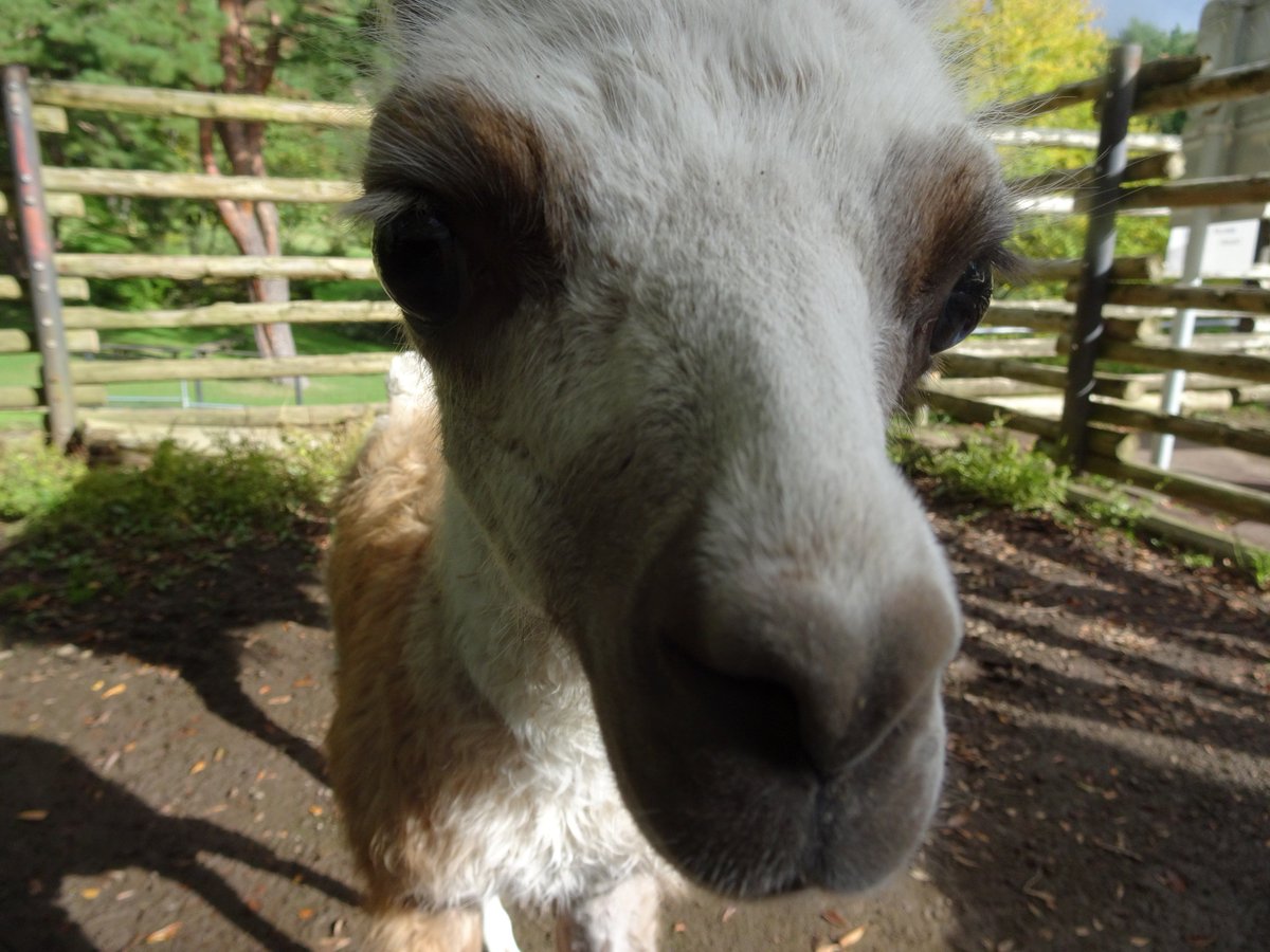 ট ইট র 盛岡市動物公園 Zoomo 9月19日生まれのラマの赤ちゃん 右のまつげはお父さん譲りの白 左のまつげはお母さん譲りの黒でした なんだか不思議です 赤ちゃんの愛称募集は10月22日までです かわいい名前をつけてあげてくださいね