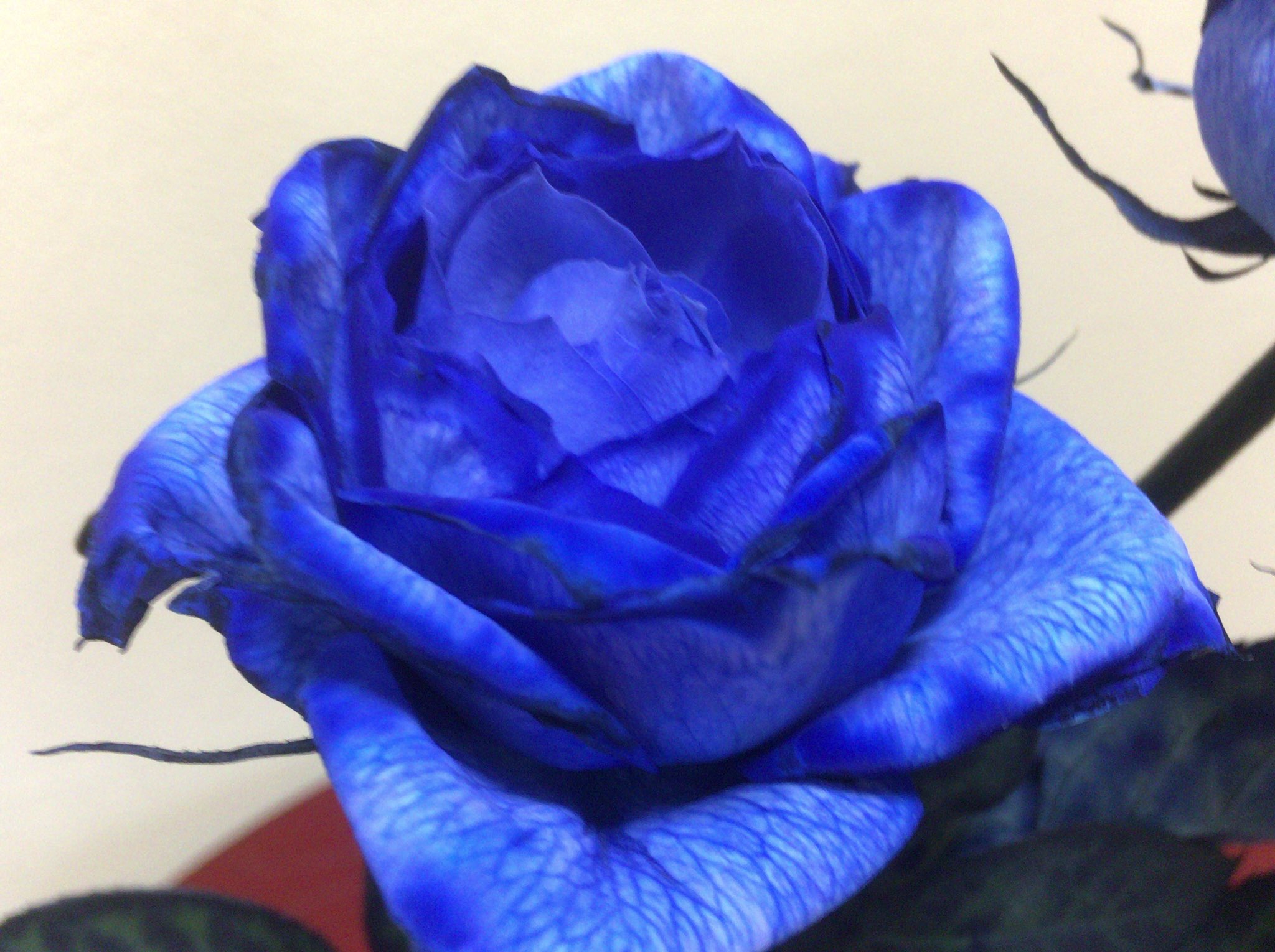 花言葉 夢かなう ブルーローズ Ajk Gov Pk