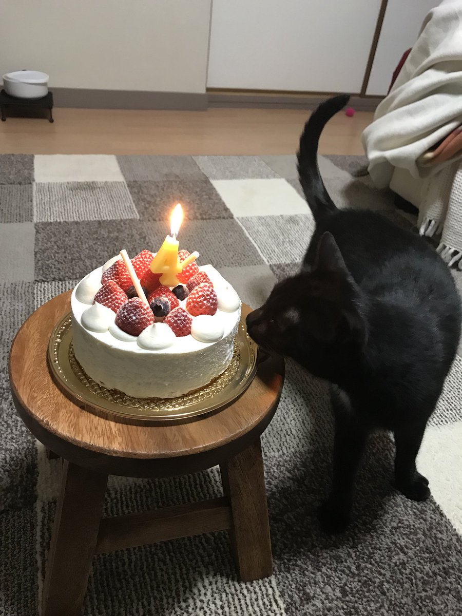 Moco 今日はモコの ４歳 の 誕生日 ケーキ と大好きな マグロのお刺身 でお祝いです 尿結晶 でマグロは禁止なんですが 今日は特別 久々に食べて あっという間に 完食 です 黒猫 ねこ好きさんと繋がりたい バースデーケーキ