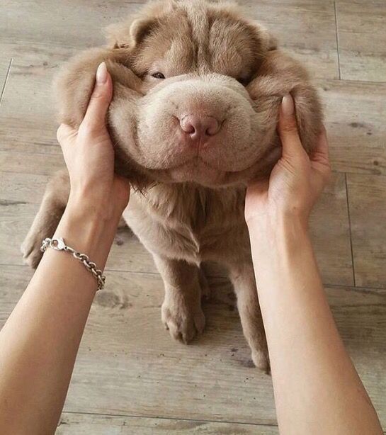 VetShopAU's tweet photo. Smile! There's only 68 more days till #Christmas! 😱😍🎄🎅🏽🦌🎁 https://t.co/FcQKk3JHj0