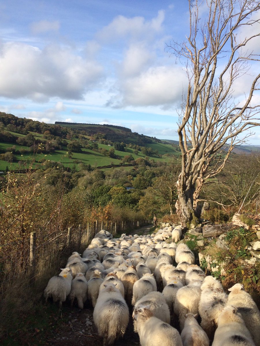 GarethRhyd's tweet photo. Busy day gathering the #sheep365 from the #berwynmountain and picking ewe lambs to go away for winter. #littlehelper https://t.co/NBlkwf0XQP