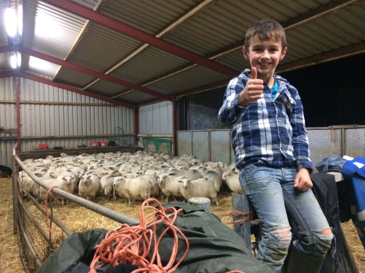 GarethRhyd's tweet photo. Busy day gathering the #sheep365 from the #berwynmountain and picking ewe lambs to go away for winter. #littlehelper https://t.co/NBlkwf0XQP