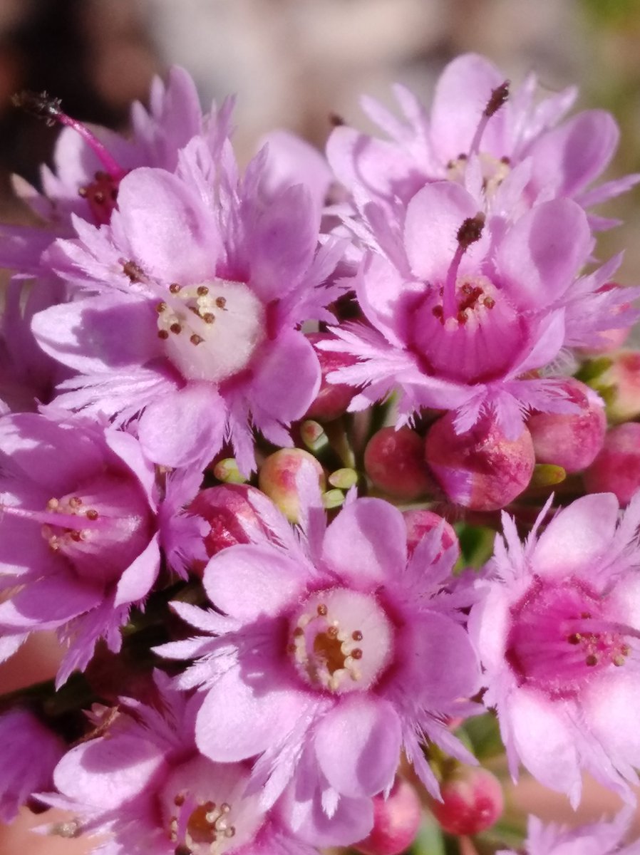 rogue_botany's tweet photo. Verticordia plumosa
A beautiful waterwise choice!
#Permaculture #gardening #garden #waterwise #featherflower https://t.co/WReWWxti3p