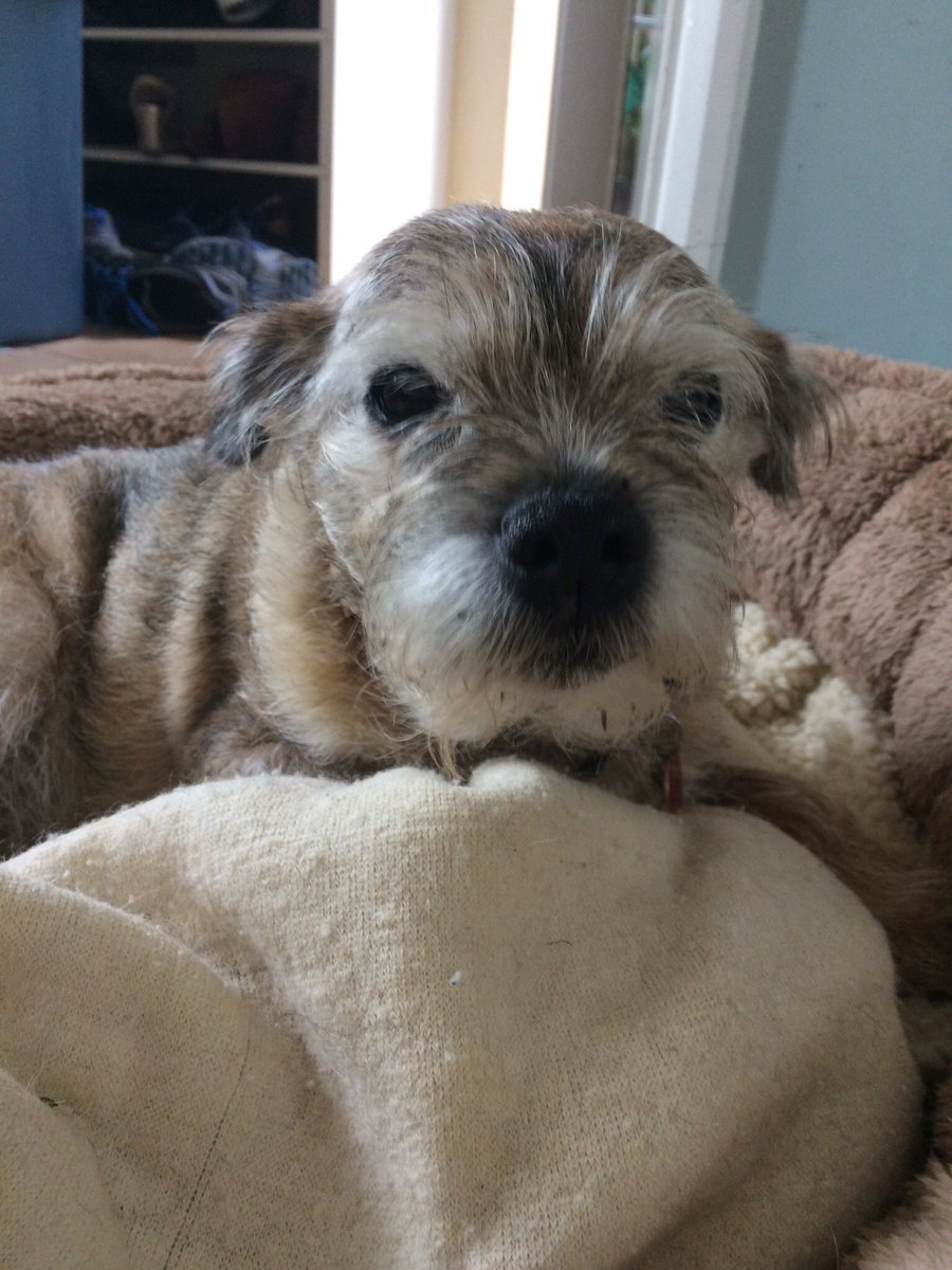 Happy 15th Birthday Bean! #BTPosse