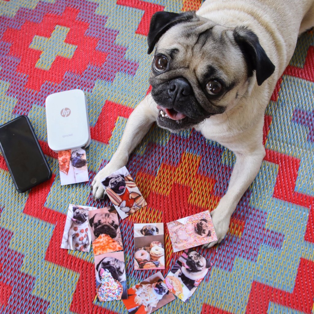 HPHellas's tweet photo. O πιο πιστός σου φίλος, με  HP Sprocket. 😍💙 #reinventmemories  
https://t.co/pIY48RWvAd https://t.co/j31xQYRekN