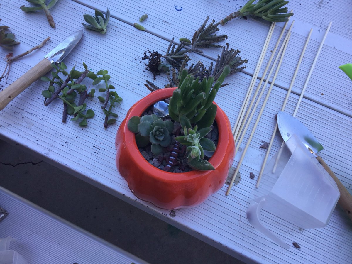 Garden with Mr. G and S. Success Program. #ssdchat