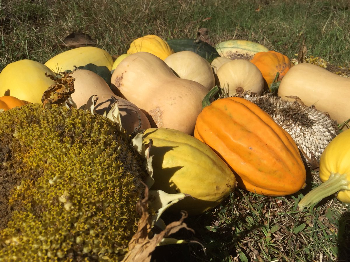 Autumn harvest from the #mmatrailblazers garden! Ready for our World Health Night next week! #squash #sunflowerseeds
