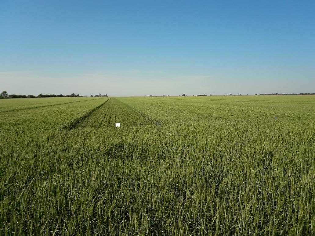 RodrigoFalcone5's tweet photo. Ensayo en trigo con eNeTotal y nuestra Proterra AR Zn #Proterra #eNeTotal #Profertil @ProfertilNutri @Cristian_Hanel @MirtaToribio https://t.co/Tc5fQGKtym