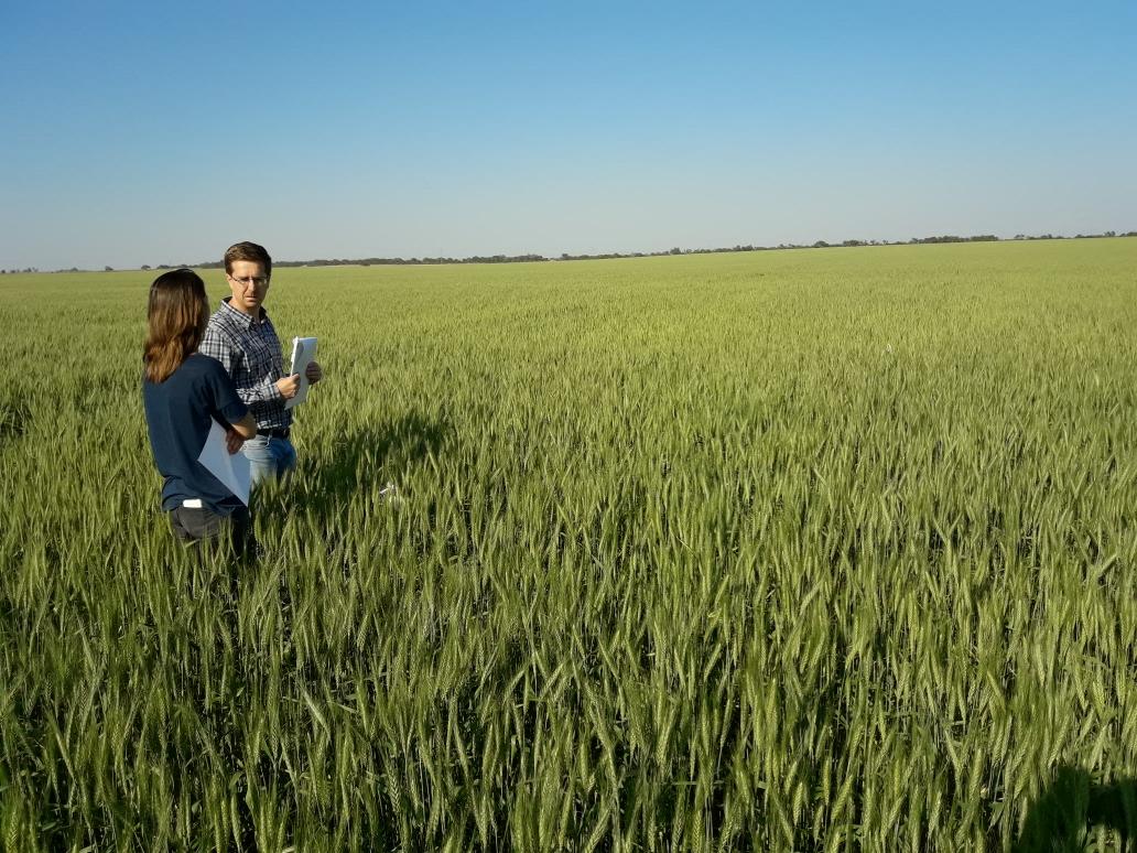 RodrigoFalcone5's tweet photo. Ensayo en trigo con eNeTotal y nuestra Proterra AR Zn #Proterra #eNeTotal #Profertil @ProfertilNutri @Cristian_Hanel @MirtaToribio https://t.co/Tc5fQGKtym