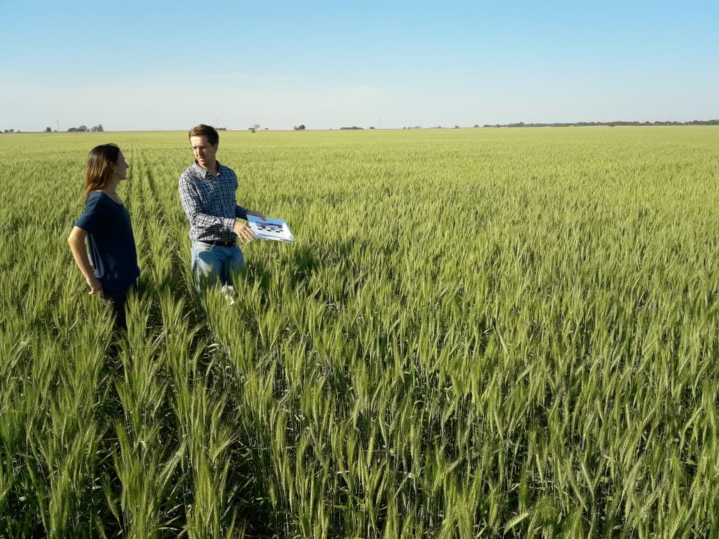 RodrigoFalcone5's tweet photo. Ensayo en trigo con eNeTotal y nuestra Proterra AR Zn #Proterra #eNeTotal #Profertil @ProfertilNutri @Cristian_Hanel @MirtaToribio https://t.co/Tc5fQGKtym